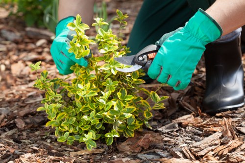 Professional grass cutting service in Catford