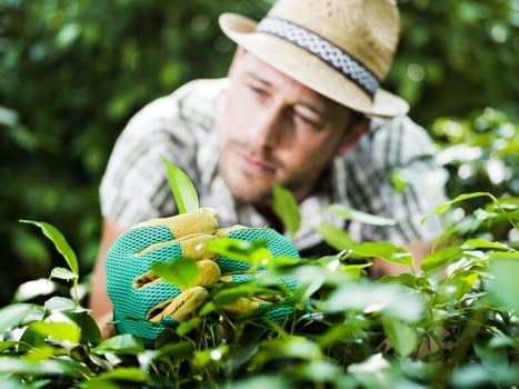 Professional pruning and tree maintenance in Catford