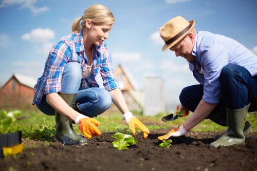 Aeration and scarifying for lawn care in Catford gardens